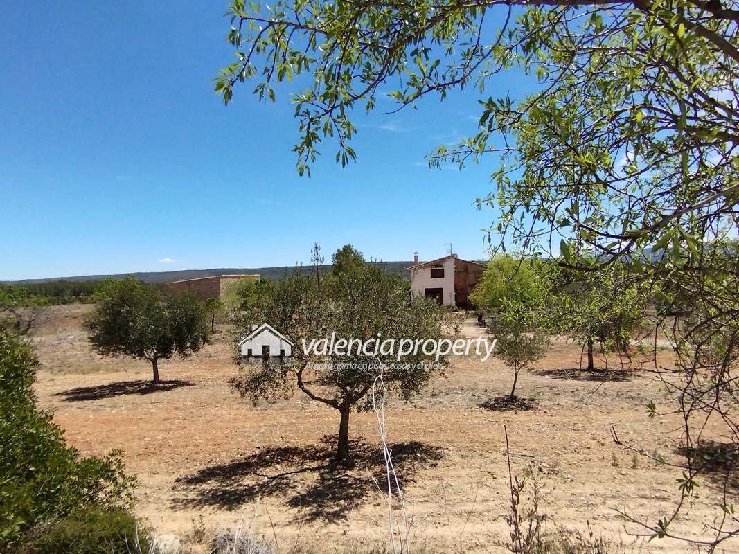 Espacio, libertad y paz hasta el horizonte, 45 hectáreas y 1700 olivos, Enguera